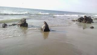 A caminho da praia de El Ñuro encontrei uma foca descansando na praia