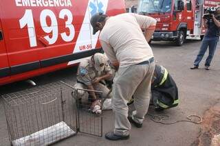 Bombeiros e equipe do CCZ tiveram trabalho para prender o animal (Foto: Marcos Ermínio)