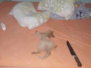 Animal morto ao lado de faca que teria sido usada no crime (Foto: Rio Brilhante em Tempo Real / Olimar Gamarra)