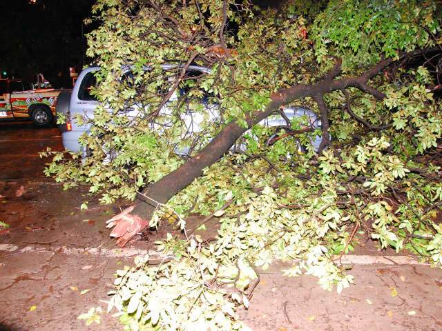  Galho de &aacute;rvore cai em cima de carro estacionado na avenida Afonso Pena 