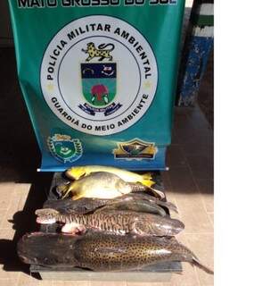 Peixes fora das medidas permitidas foram apreendidos pela PMA (Foto: Divulgação)