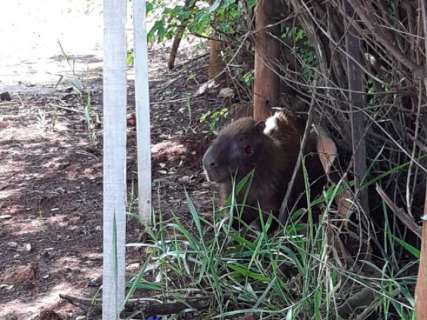 Demora no resgate de capivara ferida deixa moradora indignada 