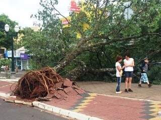 Árvore foi arrancada pela raiz com a força do vento em Naviraí (Foto? Tá Na Mídia Naviraí)