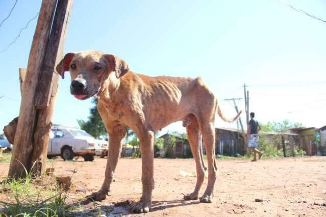 Ap&oacute;s quatro anos, Capital ter&aacute; inqu&eacute;rito canino de leishmaniose
