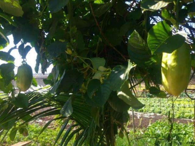 Em MS, &lsquo;maracuj&aacute; gigante&rsquo; cresce em propriedade da agricultura familiar