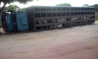 Algumas cabeças de gado que eram transportadas no veículo também morreram (Foto: divulgação / bombeiros)