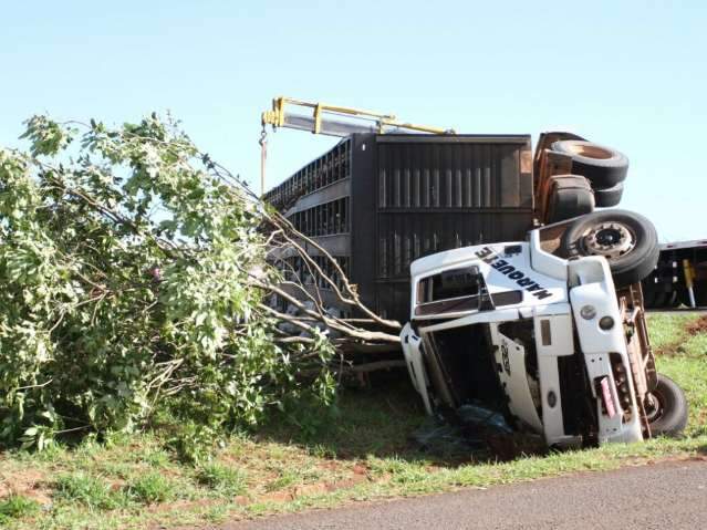 V&iacute;deos de carreta boiadeira tombada e araras &lsquo;laranjadas&rsquo; s&atilde;o os mais vistos