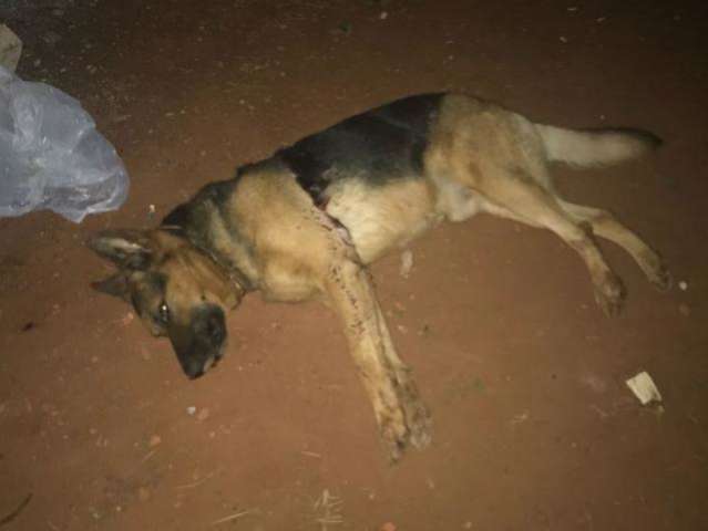 Morte de cachorro a facadas vira caso de pol&iacute;cia, com troca de acusa&ccedil;&otilde;es