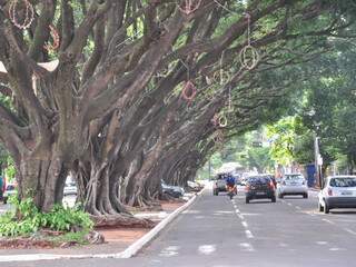 Prefeitura tomba árvores da avenida MT por valor histórico Prefeitura tomba árvores da avenida MT por valor histórico