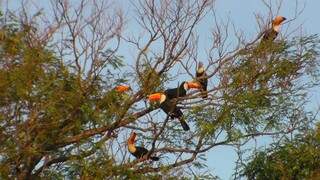 Foto enviada por leitor mostra que local serve como reduto de aves como tucanos (Foto: Arquivo Pessoal)