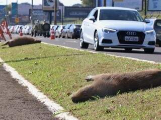 Capivaras foram mortas na avenida Afonso Pena enquanto motoristas apostavam racha. (Foto: Henrique Kawaminami)