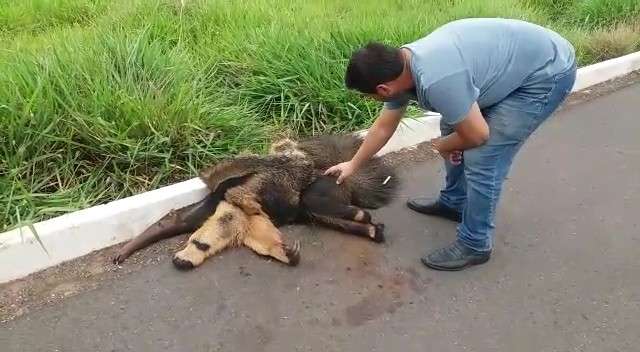 Pol&iacute;cia salva m&atilde;e e filhote tamandu&aacute; que foram atropelados em rodovia