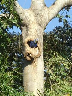 Arara azul em ninho em Miranda. (Foto: Divulgação)