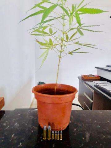 P&eacute; de maconha &quot;denuncia&quot; cultivo e causa a pris&atilde;o de jovem de 18 anos 