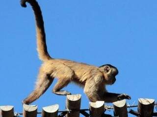 Com os alambrados rompidos os macacos também pela a avenida ao invés da passarela construída no local. (Foto: Amape/Facebook)