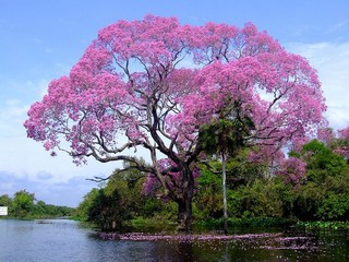 Os ipês fazem parte da paisagem pantanaira e a floração do ipê roxo acontece no mês de junho (Foto: Reprodução)