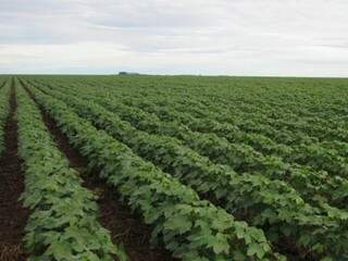 Plantação de algodão em Mato Grosso do Sul (Foto: divulgação / Ampasul)