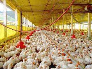 Abate de frangos cresceu em 2,53 milhões de cabeças. (Foto: Divulgação)