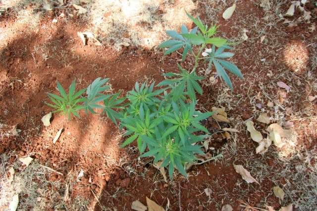 Sem den&uacute;ncia, Marquinhos espera que maconha vire caso de pol&iacute;cia 