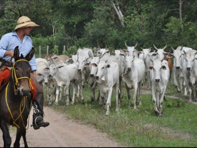  Vacina&ccedil;&atilde;o do gado ser&aacute; prorrogada em &aacute;rea invadida por kadiw&eacute;us