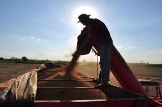 Mato Grosso do Sul colheu 6 milhões de toneladas de soja nesta safra. (Foto: João Garrigó)