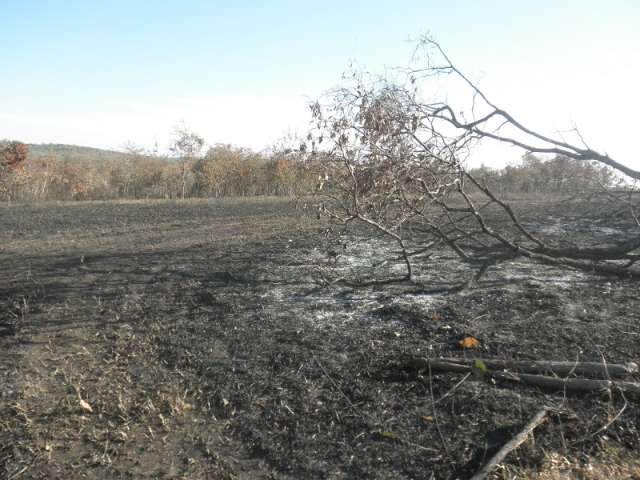 Dono de carvoaria &eacute; multado em R$ 210 mil por provocar inc&ecirc;ndio em pastagens