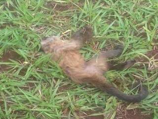 O animal foi encontrado morto em uma fazenda de Maracaju (Foto: Maracaju Speed)
