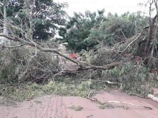 Queda de árvore bloqueou a Avenida Marechal Deodoro (Foto: Corpo de Bombeiros)