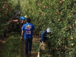 Trabalhadores colhendo maças (Foto: Divulgação)