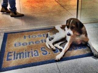 Cãozinho ficou 6 dias na porta do Pronto Socorro. (Foto: Sidrolândia News)