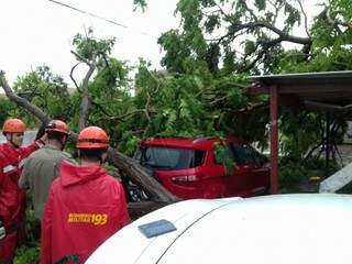 Árvore caiu sobre veículo na Marechal Deodoro. (Foto: Mayara Bueno)