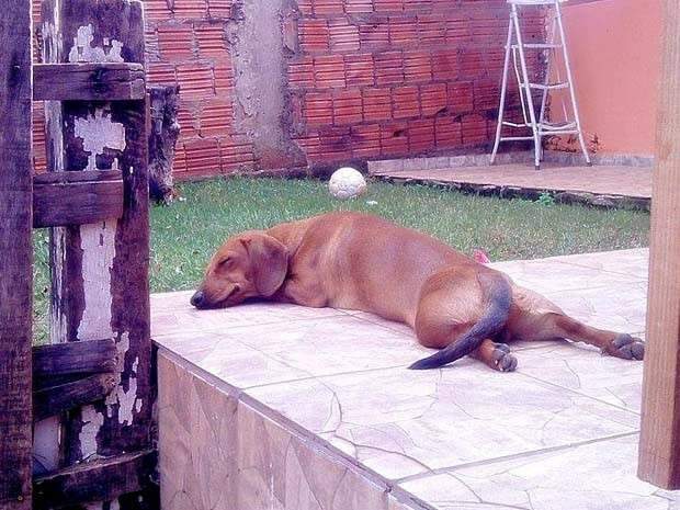C&atilde;o de casal que se mudava da Capital para  SP desaparece durante voo