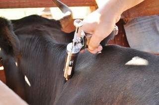 Mais de 20 milhões de bovinos e bubalinos devem ser imunizados neste ano. (Foto: Divulgação)