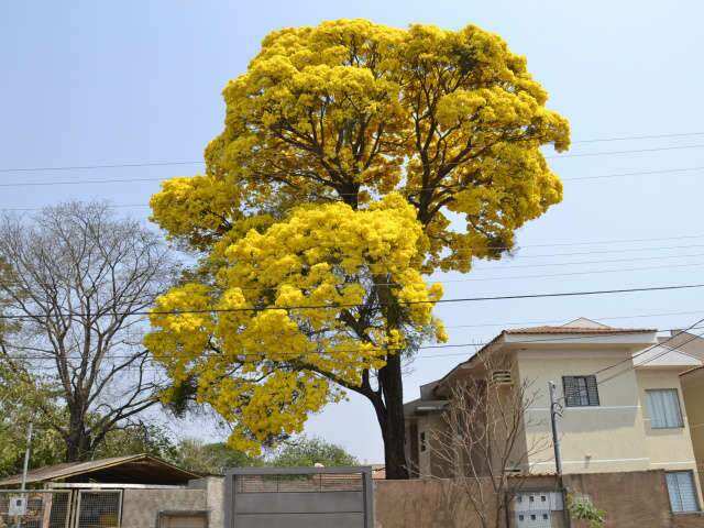 Campo Grande &eacute; capital mais arborizada do Pa&iacute;s, aponta IBGE