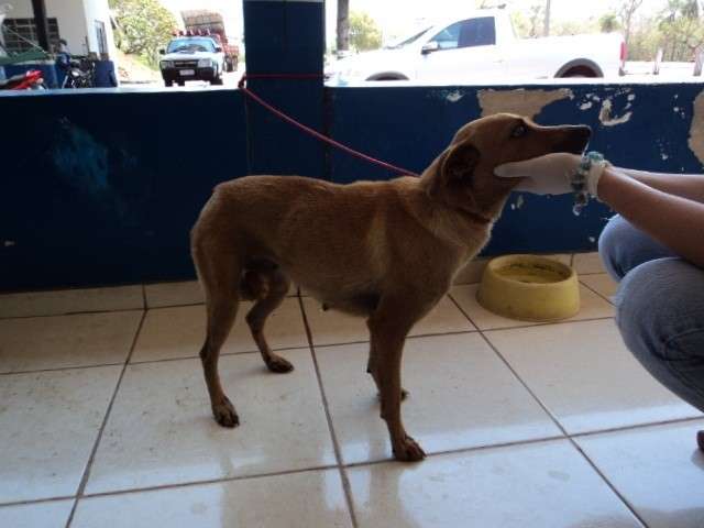 Cadela &eacute; arrastada pelo pesco&ccedil;o por motociclista, em Miranda