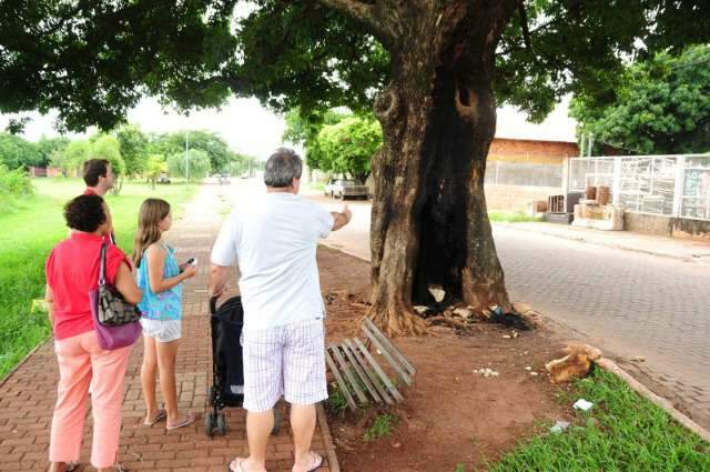 Figueira da Lagoa Itatiaia &eacute; incendiada e pode ter que ser cortada