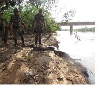 Cobra estava nas margens de rodovia, foi capturada e soltada em rio.(Foto: Divulgação PMA)