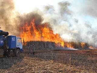 Canavial em Chapadão do Sul em chamas. Número de focos foi recorde ontem no Estado. (Foto: Jovem Sul News)
