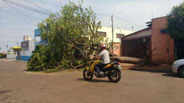 &Aacute;rvore arrancada pela raiz durante temporal interdita rua no Jardim Leblon