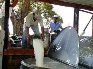 Primeira fase do programa pretende incrementar produção leiteira em 17 municípios do Estado. (Foto: Divulgação)