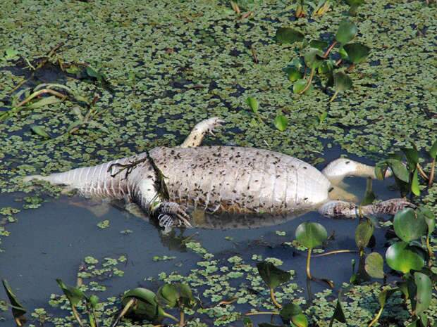  Fiscaliza&ccedil;&atilde;o &eacute; intensificada no Passo do Lontra ap&oacute;s den&uacute;ncia de matan&ccedil;a de jacar&eacute;s