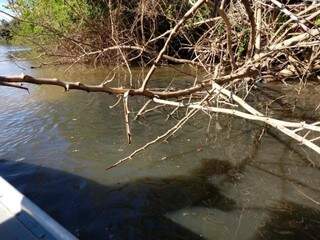 Empresa &eacute; multada em R$ 430 mil por contamina&ccedil;&atilde;o do rio Aquidauana