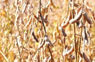 Área plantada de soja precisa ser cadastrada até 10 de janeiro na Iagro. (Foto: Famasul)