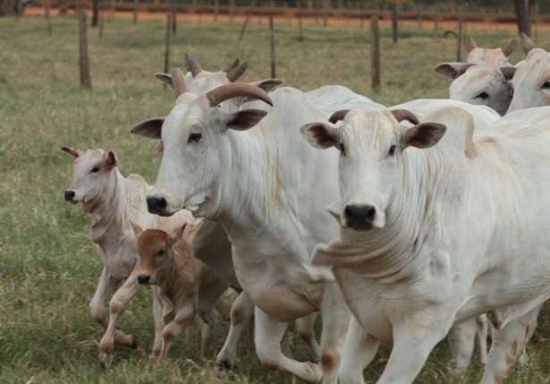 Custo de produ&ccedil;&atilde;o impede que pre&ccedil;os recordes aumentem renda do pecuarista