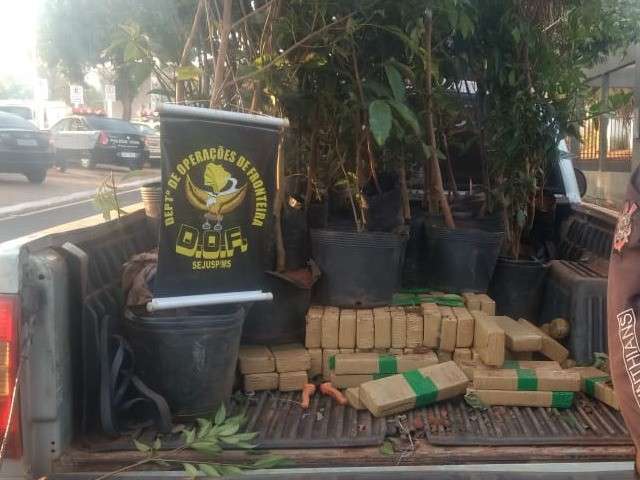 Tr&ecirc;s s&atilde;o presos com maconha escondida entre mudas de plantas