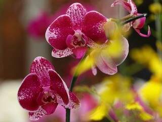 Filhos lotam floricultura em busca do presente de &uacute;ltima hora para as m&atilde;es 