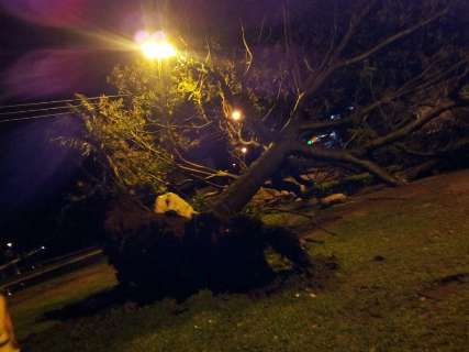 Ventos derrubaram árvore pela raiz no trevo Imbirussu