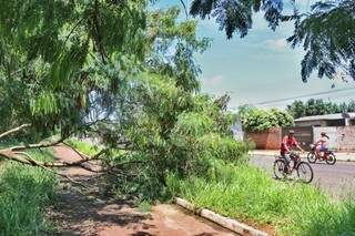 Árvore caída na Avenida José Barbosa Rodrigues (Henrique Kawaminami)