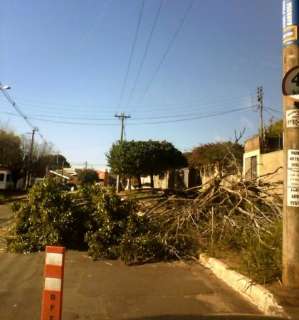 Árvore cai e atrapalha fluxo de veículos e pedestres no bairro TV Morena