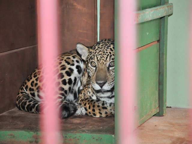  On&ccedil;a &ldquo;fujona&rdquo; pode ser levada para zool&oacute;gico em Foz do Igua&ccedil;u